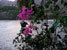 Harmattan-222